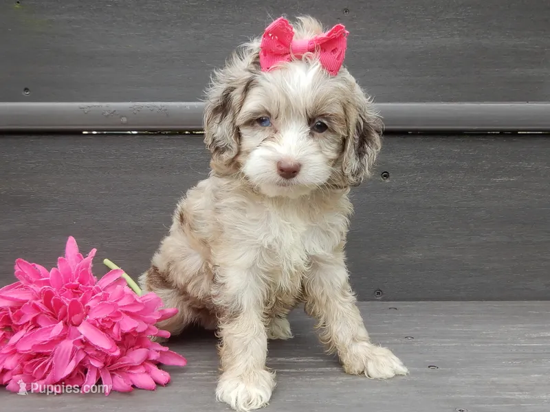 Jane – Cockapoo puppy for sale in Berlin, OH