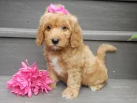 Indy, a female Miniature Goldendoodle for sale in Berlin, OH – 6 of 6