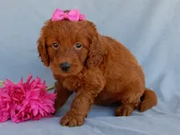 Lucy, a female Miniature Goldendoodle for sale in Berlin, OH – 5 of 5