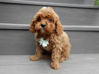 Cooper, a male Cavapoo for sale in Berlin, OH – 5 of 7