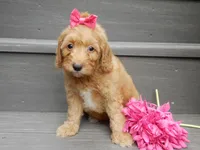 Laci, a female Miniature Goldendoodle for sale in Berlin, OH – 3 of 5