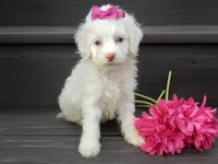 Angel, a female Cockapoo for sale in Berlin, OH – 2 of 6