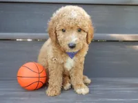 Mason (medium), a male Miniature Goldendoodle for sale in Berlin, OH – 5 of 5