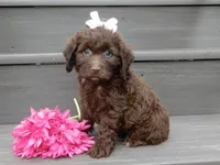 Molly, a female Cockapoo for sale in Berlin, OH – 5 of 6