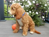 Charlie, a male Miniature Goldendoodle for sale in Berlin, OH – 5 of 7