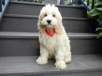 Ollie, a male Cockapoo for sale in Berlin, OH – 5 of 6