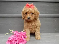 Sheila, a female Miniature Goldendoodle for sale in Berlin, OH – 4 of 6