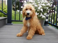 Douglas, a male Miniature Goldendoodle for sale in Berlin, OH – 3 of 6
