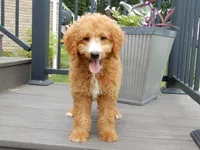 Douglas, a male Miniature Goldendoodle for sale in Berlin, OH – 5 of 6