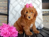 Lulu, a female Miniature Goldendoodle for sale in Berlin, OH – 3 of 5
