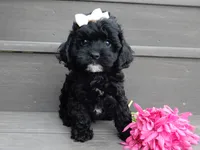 Millie, a female Cockapoo for sale in Berlin, OH – 3 of 7