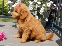 Abby, a female Miniature Goldendoodle for sale in Berlin, OH – 6 of 7