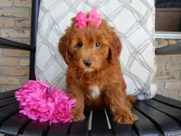 Lulu, a female Miniature Goldendoodle for sale in Berlin, OH – 4 of 5