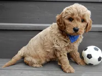 Hunter, a male Miniature Goldendoodle for sale in Berlin, OH – Photo 2 of 6