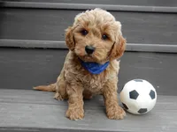 Hunter, a male Miniature Goldendoodle for sale in Berlin, OH – Photo 5 of 6