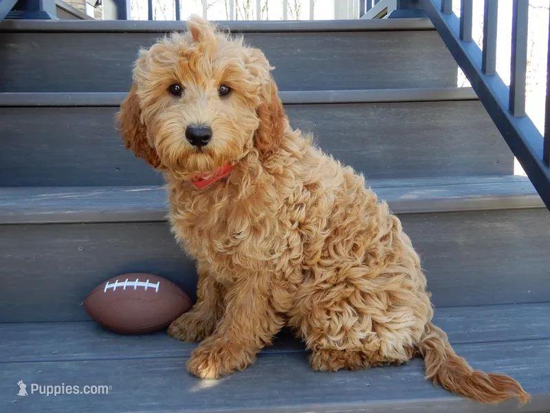 Hunter – Miniature Goldendoodle puppy for sale in Berlin, OH