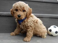 Hunter, a male Miniature Goldendoodle for sale in Berlin, OH – Photo 1 of 6