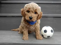Hunter, a male Miniature Goldendoodle for sale in Berlin, OH – Photo 6 of 6