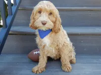 Bingo, a male Cockapoo for sale in Berlin, OH – Photo 1 of 5