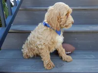 Bingo, a male Cockapoo for sale in Berlin, OH – Photo 5 of 5