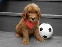 Bingo, a male Miniature Goldendoodle for sale in Berlin, OH – 6 of 6