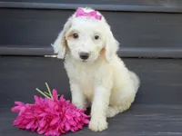 Daisy (medium), a female Miniature Goldendoodle for sale in Berlin, OH – 6 of 6