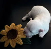 Bubba Bear, a male Maltese for sale in Hood River, OR – 4 of 9