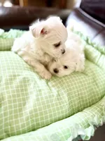 Bubba Bear, a male Maltese for sale in Hood River, OR – 7 of 9