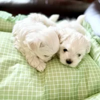 Bubba Bear, a male Maltese for sale in Hood River, OR – 6 of 9