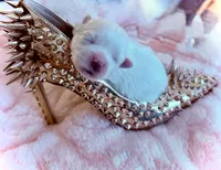 Bubba Bear, a male Maltese for sale in Hood River, OR – 3 of 9