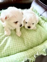 Bubba Bear, a male Maltese for sale in Hood River, OR – 8 of 9