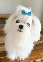 Bubba Bear, a male Maltese for sale in Hood River, OR – 9 of 9