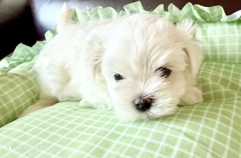 Bubba Bear – Maltese puppy for sale in Hood River, OR
