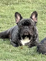 Dolly, a female French Bulldog for sale in Ozark, AR – 5 of 7