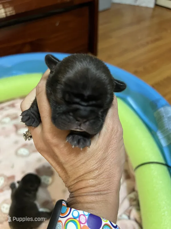 Dolly – French Bulldog puppy for sale in Ozark, AR