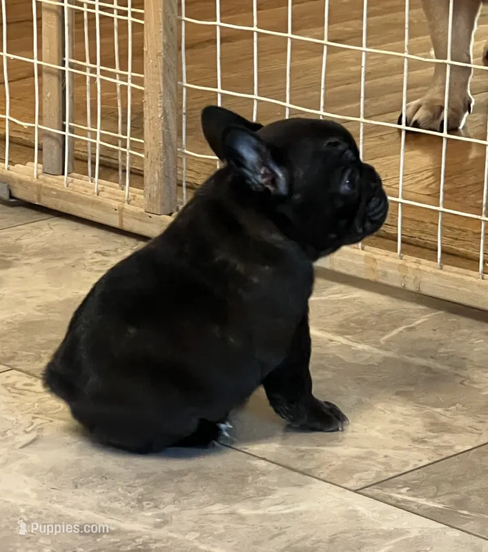 Sally - Champion Daystar Bloodline  – French Bulldog puppy for sale in Ozark, AR