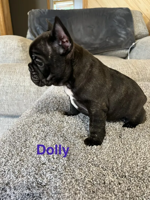 Dolly -Champion Daystar Bloodline  – French Bulldog puppy for sale in Ozark, AR