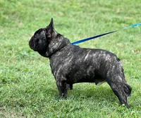 Sally, a female French Bulldog for sale in Ozark, AR – 6 of 7