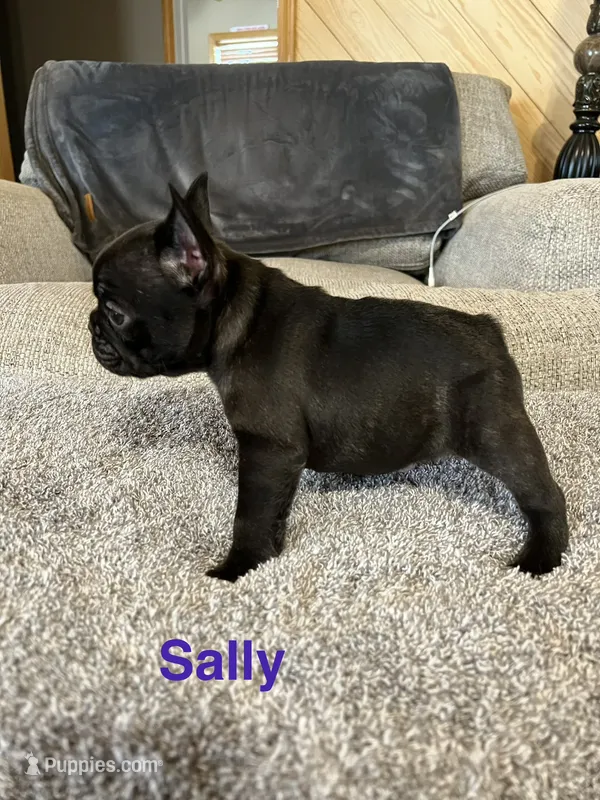 Sally - Champion Daystar Bloodline  – French Bulldog puppy for sale in Ozark, AR