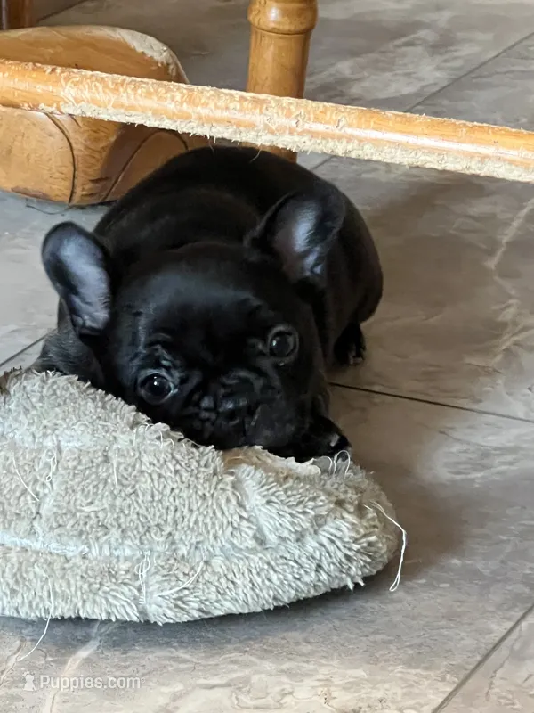 Sally - Champion Daystar Bloodline  – French Bulldog puppy for sale in Ozark, AR