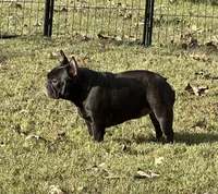 Dolly, a female French Bulldog for sale in Ozark, AR – 6 of 7