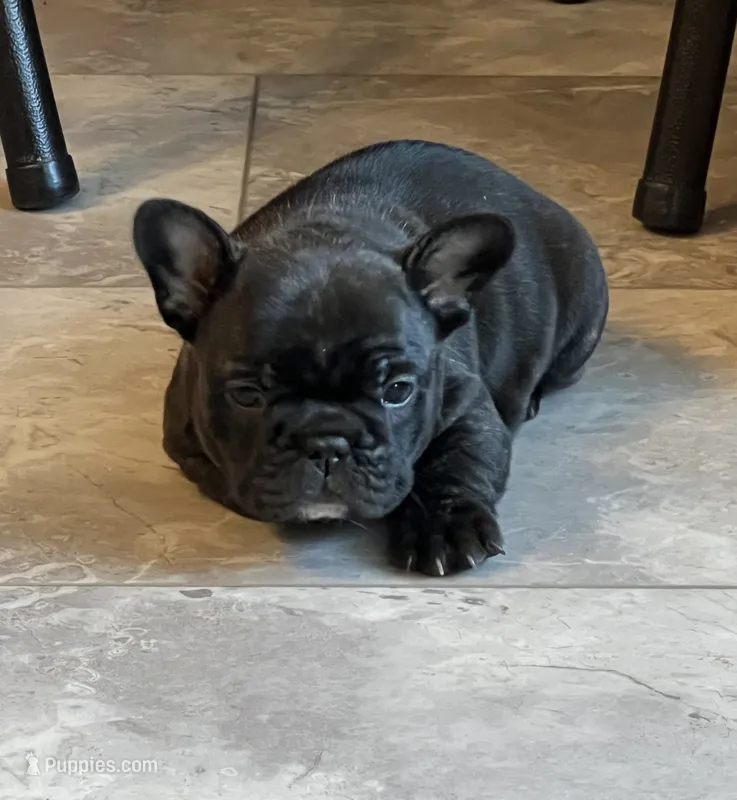 Dolly -Champion Daystar Bloodline  – French Bulldog puppy for sale in Ozark, AR