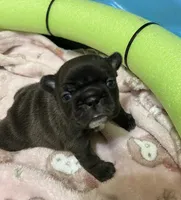 Sally - Champion Bloodline , a female French Bulldog for sale in Ozark, AR – 1 of 7