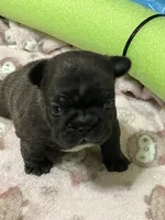 Dolly -Champion Bloodline , a female French Bulldog for sale in Ozark, AR – 1 of 7