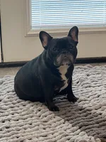 Sally, a female French Bulldog for sale in Ozark, AR – 4 of 7