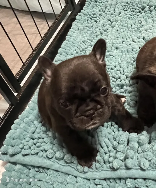 Sally - Champion Daystar Bloodline  – French Bulldog puppy for sale in Ozark, AR