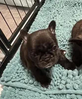 Sally - Champion Daystar Bloodline , a female French Bulldog for sale in Ozark, AR – 1 of 8
