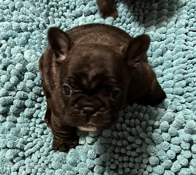 Dolly -Champion Daystar Bloodline  – French Bulldog puppy for sale in Ozark, AR