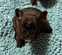 Dolly -Champion Daystar Bloodline , a female French Bulldog for sale in Ozark, AR – 1 of 8
