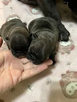 Dolly, a female French Bulldog for sale in Ozark, AR – 2 of 7